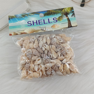Conchas Marinas Naturales Miniatura al por Mayor, Conchas <span class=keywords><strong>de</strong></span> <span class=keywords><strong>Caracol</strong></span>/Trompeta para Decoración <span class=keywords><strong>de</strong></span> Bodas/Festivales/Fiestas - Product Image 5
