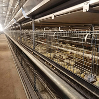Nouvelle cage à poulets automatique de type H en acier galvanisé à chaud