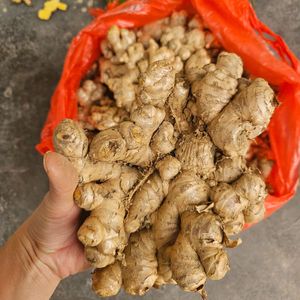 Jengibre seco entero de grado superior de Vietnam con embalaje de exportación para distribuidores internacionales - Product Image 2