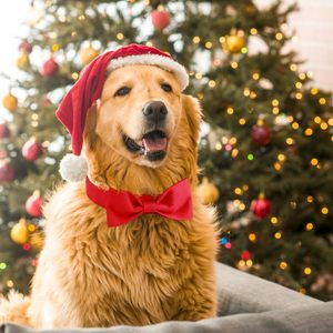 <span class=keywords><strong>Collar</strong></span> de pajaritas de Tanpopo para perros y gatos, corbatas bonitas para cachorros grandes, accesorios de aseo bonitos para cumpleaños, vacaciones, regalo de boda - Product Image 3