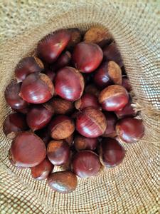 <span class=keywords><strong>Châtaigne</strong></span> Taian fraîche 60-80 <span class=keywords><strong>prix</strong></span> nouvelle <span class=keywords><strong>châtaigne</strong></span> de culture pour la vente en gros <span class=keywords><strong>châtaigne</strong></span> ouverte facile - Product Image 4