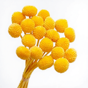 Vente flash : Matériel de bricolage pour fleurs, Craspedia préservée, fleur naturelle réelle, Billy Buttons préservé - Product Image 1