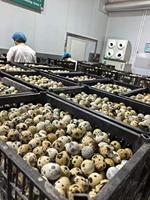 Œufs de caille en conserve chinois, approvisionnement direct usine, œufs de caille marinés et salés en conserve pour l'exportation en gros, œufs de caille en conserve de haute qualité