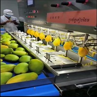 Volledig automatische mangopelmachine, 8-station mangopel-lijn, mangopelmachine