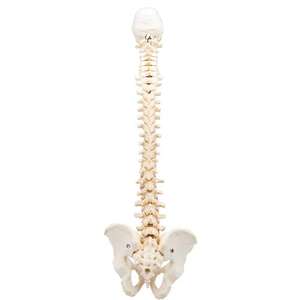 Columna vertebral de espuma sólida KyrenMed con occipital <span class=keywords><strong>y</strong></span> pelvis, modelo de columna vertebral de <span class=keywords><strong>esqueleto</strong></span> humano sólido completo para práctica de cirugía - Product Image 1