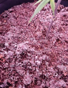 Pasokan gudang jamur Mycorhiza Bio organik pupuk