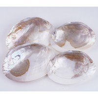 Perle d'eau douce naturelle Edwin Pearl 13-15cm, coquille d'huître, nacre, corail rond, pour la fabrication de bijoux DIY et artisanat