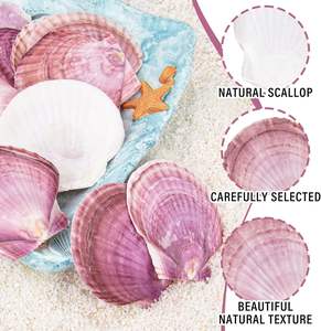 เปลือกหอยหอยเชลล์ธรรมชาติ30ชิ้นเปลือกหอยจริงสีม่วงแดงจากชายหาดสำหรับงานจิตรกรรมงานฝีมือ DIY ของตกแต่งงานแต่งงาน - Product Image 3