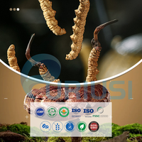 Capsules à base de plantes Ginseng, Champignon Reishi, Codonopsis, Cordyceps – Compléments alimentaires pour stimuler l'énergie