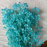 Fleurs séchées de qualité supérieure, grappes de fleurs moelleuses, couleur stable, sélectionnées à la main, pour l'artisanat floral DIY