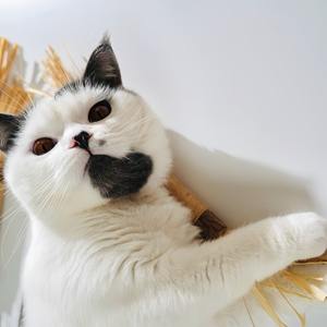 Bâtons <span class=keywords><strong>à</strong></span> grignoter et <span class=keywords><strong>à</strong></span> nettoyer les dents pour chats, en <span class=keywords><strong>bois</strong></span> de ver <span class=keywords><strong>à</strong></span> <span class=keywords><strong>bois</strong></span>, en herbe de raphia et en fruits de galle - Product Image 2