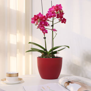 <span class=keywords><strong>Maceta</strong></span> <span class=keywords><strong>de</strong></span> plástico al por mayor, <span class=keywords><strong>maceta</strong></span> inteligente perezosa creativa, <span class=keywords><strong>maceta</strong></span> redonda <span class=keywords><strong>con</strong></span> <span class=keywords><strong>sistema</strong></span> <span class=keywords><strong>de</strong></span> <span class=keywords><strong>autorriego</strong></span> para el hogar, escritorio interior - Product Image 5