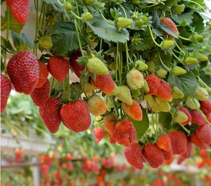 Hydrocultuur Kas Nft Teeltsysteem Verticale Pvc Aardbei Gutter Coco Kokos Substraat Media Plantaardige Groeien Systeem - Product Image 2