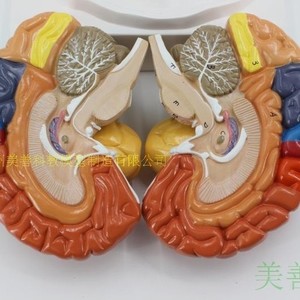 Modèle de crâne coloré détachable et grand format, authentique, représentant l'anatomie du cerveau humain et les ventouses. - Product Image 2