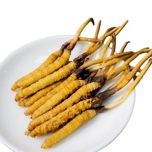 Kotak hadiah panen liar bubuk ekstrak Herbal tingkat makanan Cordyceps Tibet - Product Image 5