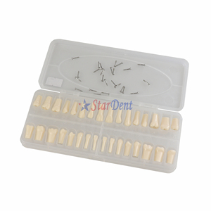 Dente Singolo con Vite/Modello di Denti Tipodont Sostituibili/Protesi Dentaria Monouso per Pratica Studentesca - Product Image 2