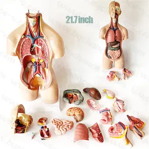 Model anatomi badan manusia langsung dari pabrik set sumber daya pembelajaran edukasi sekolah medis 22 inci