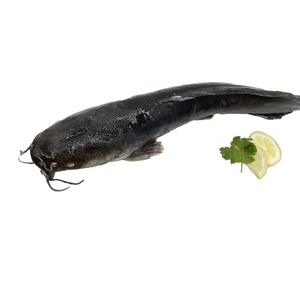 Spedizione Rapida di Pesce Gatto Congelato di Grandi Dimensioni IQF BQF 10KG, Taglia 500-1000g 1000-2000g, Pesce Gatto Intero Congelato per l'Africa - Product Image 1