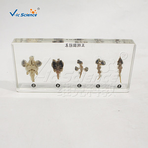 Ensemble de cinq spécimens cérébraux de classe supérieure ; Comparaison des cerveaux des vertébrés ; Poissons, Amphibiens, Reptiles, Oiseaux, Mammifères ; Laboratoire de biologie - Product Image 1