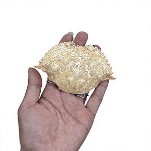 เปลือกปูแห้งธรรมชาติจากเวียดนามสำหรับยัดไส้และงานฝีมือ - Product Image 2
