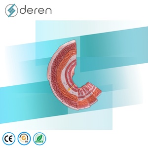 แบบจำลองกายวิภาคระบบย่อยอาหารของมนุษย์ 4 ส่วน ขนาดเท่าของจริง ทำจาก PVC สำหรับการศึกษาทางวิทยาศาสตร์การแพทย์และชีววิทยา - Product Image 2