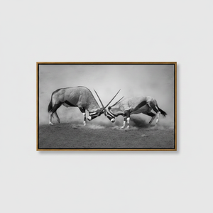 Monochrome African Wildlife: Oryx Antelope Fight <b>Canvas</b> Print,GOLD <b>FRAMED</b> <b>CANVAS</b> - Product Image 2