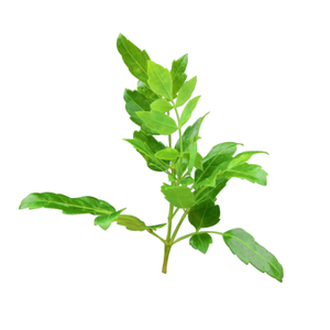 Fabrika kaynağı DHM <span class=keywords><strong>Vine</strong></span> çay ekstresi 98% dihidromyricetin - Product Image 3