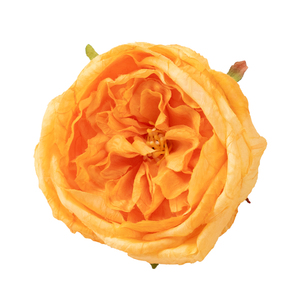Têtes de fleurs en soie Austin Rose de style français, fabriquées en Chine, modèle ASD-792, pour la décoration de toile de fond de mariage, accessoires photo, décoration florale de table - Product Image 6