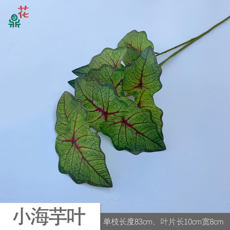 Petites feuilles d'Alocasia SQD vertes