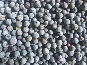 Nho đen đông lạnh iqf phong cách mới iqf quả mọng tươi đông lạnh - Product Image 6