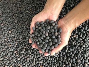 Graines de lotus blanches de qualité supérieure - 100% d'origine vietnamienne, durée de conservation de 12 mois - Product Image 3