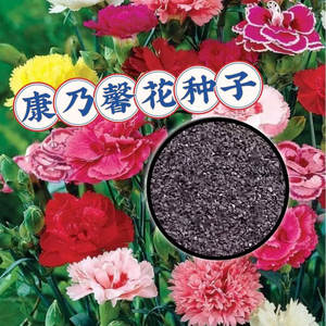 Origen del Bonsái Perenne de Clavel para Decoración de Jardín, Patio y Balcón, Resistente a la Sequía - Product Image 3