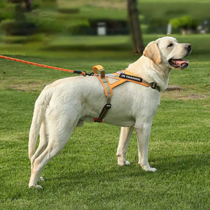 OEM al por mayor personalizado perro Correa Collar ajustable nombre ETIQUETA ECOLÓGICA duradera suave poliéster impreso moda al aire libre cinta - Product Image 2