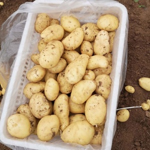 <span class=keywords><strong>Pomme</strong></span> <span class=keywords><strong>de</strong></span> <span class=keywords><strong>terre</strong></span> fraîche, Production <span class=keywords><strong>de</strong></span> frites congelées IQF <span class=keywords><strong>Russet</strong></span> - Product Image 6
