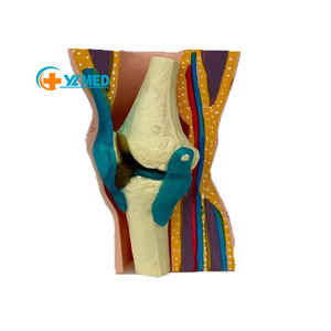 Giunto <span class=keywords><strong>del</strong></span> ginocchio <span class=keywords><strong>del</strong></span> PVC <span class=keywords><strong>del</strong></span> modello di insegnamento medico dell'articolazione umana <span class=keywords><strong>del</strong></span> ginocchio con l'articolazione mobile <span class=keywords><strong>del</strong></span> ginocchio <span class=keywords><strong>del</strong></span> menisco blu - Product Image 1