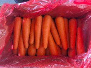 Çin taze organik havuç en çok satan sağlıklı sebze çiftlik en düşük fiyatlar - Product Image 4