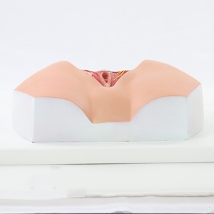Modelo de vulva femenina, órganos genitales femeninos de plástico, simulador ginecológico de ciencia médica, modelo de Anatomía Humana - Product Image 4