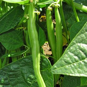 Haricots verts de qualité supérieure pour l'horticulture commerciale et les programmes de production de légumes à haute valeur ajoutée - Product Image 1