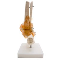 Modèle d'articulation du pied avec ligaments, modèle du pied et de la cheville, modèle d'anatomie du pied grandeur nature pour démonstration pédagogique CE/ISO
