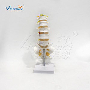 Modèle haute fidélité du sacrum et du coccyx ; démonstration de la courbure physiologique lombaire et sacrale ; orthopédique - Product Image 1