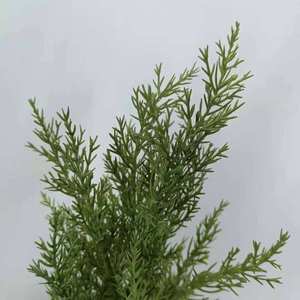 Bonsai di Cipresso Natalizio in Plastica, Decorazione per Interni, <span class=keywords><strong>Albero</strong></span> Artificiale - Product Image 5