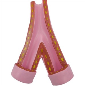 Modelo de Comparación de Vasos Sanguíneos Normales <span class=keywords><strong>y</strong></span> Vasos Dañados por el Tabaco, Estructura Vascular, Enseñanza Anatómica, <span class=keywords><strong>Ciencia</strong></span> Popular - Product Image 3