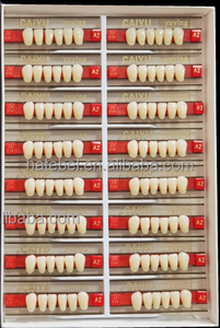 Denti dentali inferiori denti anteriori resina sintetica denti due strati resina acrilica denti - Product Image 3