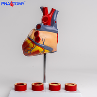 Modelo vascular de trombo de corazón de tamaño natural, simulación de enseñanza de PVC anatómicamente disecable