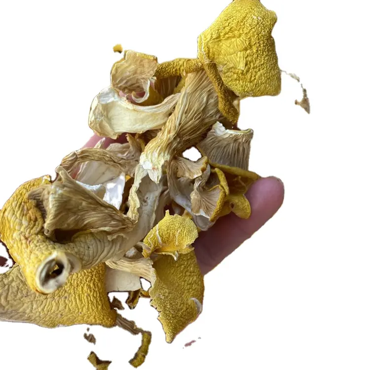 Cantharellus cogumelos deshidratados naturais, cogumelos comestíveis cor amarela, chanterelle seca