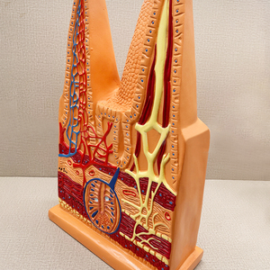 Villi intestinali ZM5040 ingranditi - Product Image 5