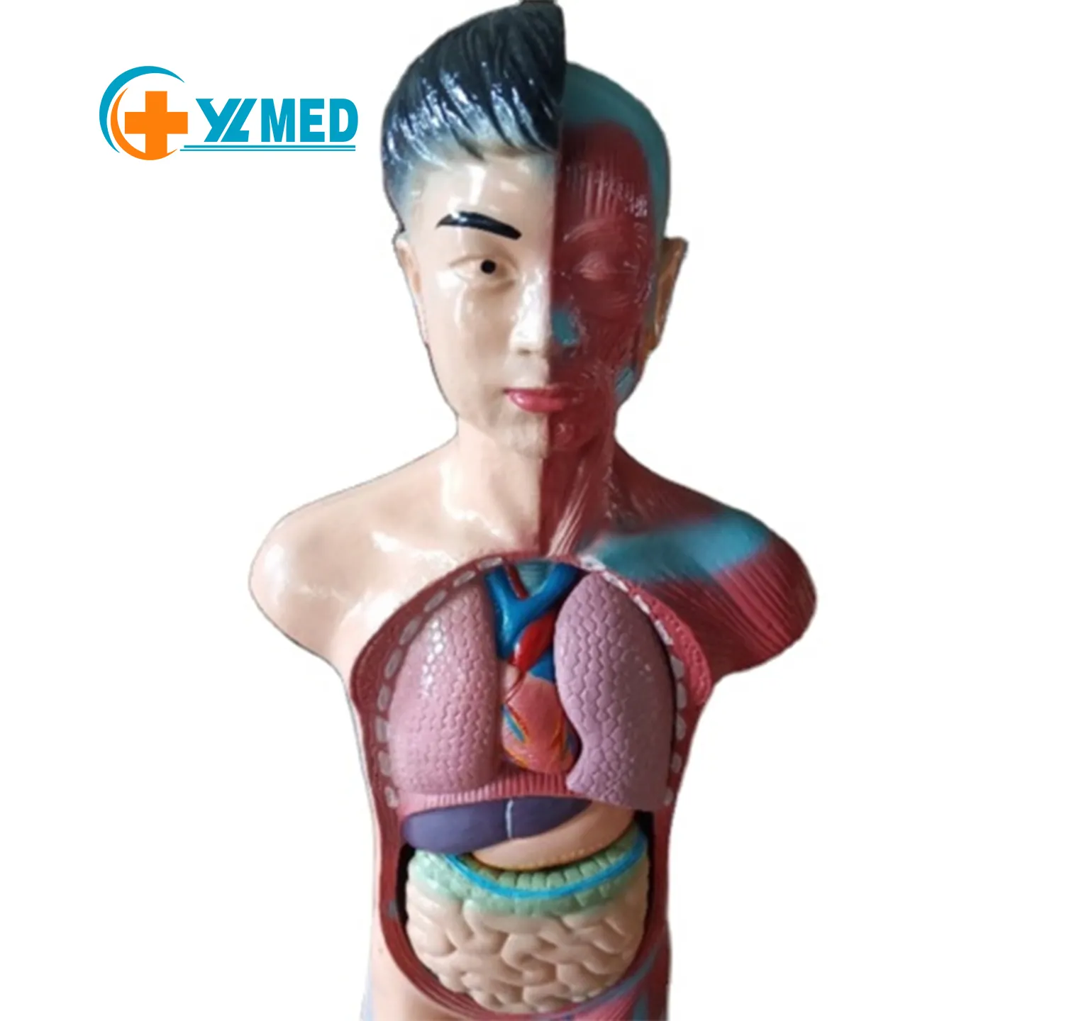 Medical science high quality and best price Teenager half body torso model 60 cm anatomical model