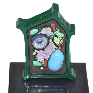 Modello di cellula vegetale ingrandito, struttura dettagliata di <span class=keywords><strong>plastidi</strong></span> e organelli, attrezzatura didattica biologica - Product Image 5