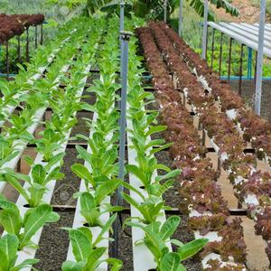 Barquettes de culture de micro-pousses, tubes de culture hydroponique pour laitue/épinard/poireau/céleri/moutarde/persil/chou/alfalfa - Product Image 5