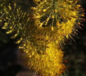 Pó de Extrato de Bulbine <span class=keywords><strong>Natalensis</strong></span>/Bulbine <span class=keywords><strong>Natalensis</strong></span> - Product Image 2